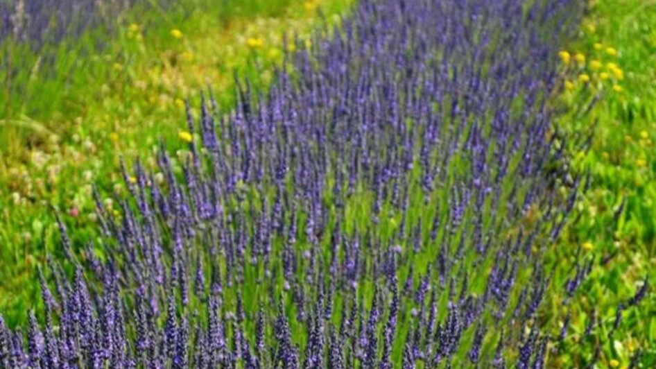 Lavendelfeld | © Nina Weyrer
