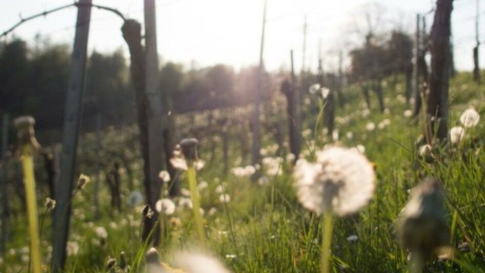 Weingarten im Frühling | © Weingut Albrecher | Rita & Herbert Albrecher