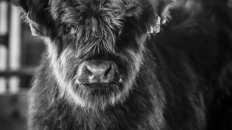 Die ZOTTL® Rinder | © Robert Sommerauer